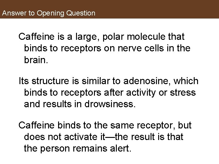 Answer to Opening Question Caffeine is a large, polar molecule that binds to receptors