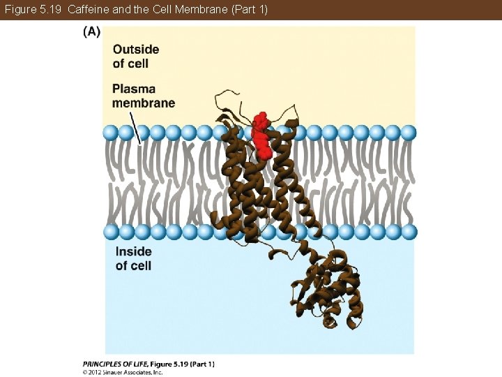 Figure 5. 19 Caffeine and the Cell Membrane (Part 1) 