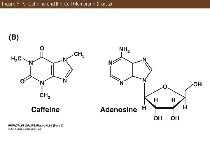 Figure 5. 19 Caffeine and the Cell Membrane (Part 2) 