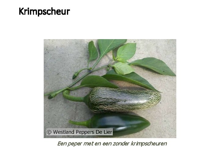 Krimpscheur Een peper met en een zonder krimpscheuren 