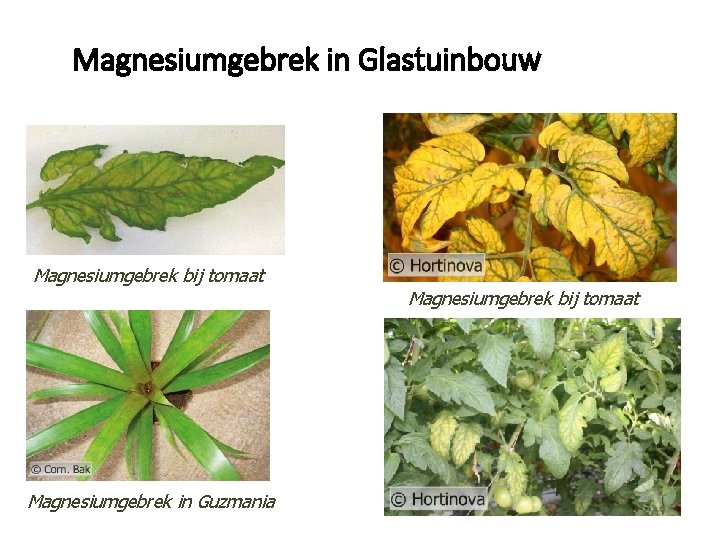 Magnesiumgebrek in Glastuinbouw Magnesiumgebrek bij tomaat Magnesiumgebrek in Guzmania 