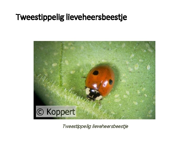Tweestippelig lieveheersbeestje 