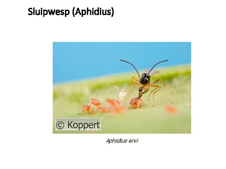 Sluipwesp (Aphidius) Aphidius ervi 