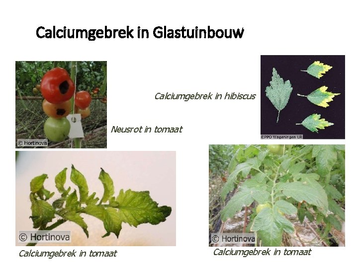 Calciumgebrek in Glastuinbouw Calciumgebrek in hibiscus Neusrot in tomaat Calciumgebrek in tomaat 