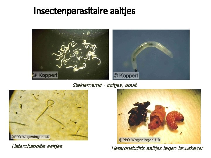 Insectenparasitaire aaltjes Steinernema - aaltjes, adult Heterohabditis aaltjes tegen taxuskever 