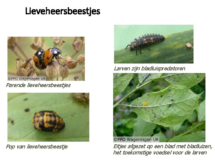 Lieveheersbeestjes Larven zijn bladluispredatoren Parende lieveheersbeestjes Pop van lieveheersbeestje Eitjes afgezet op een blad