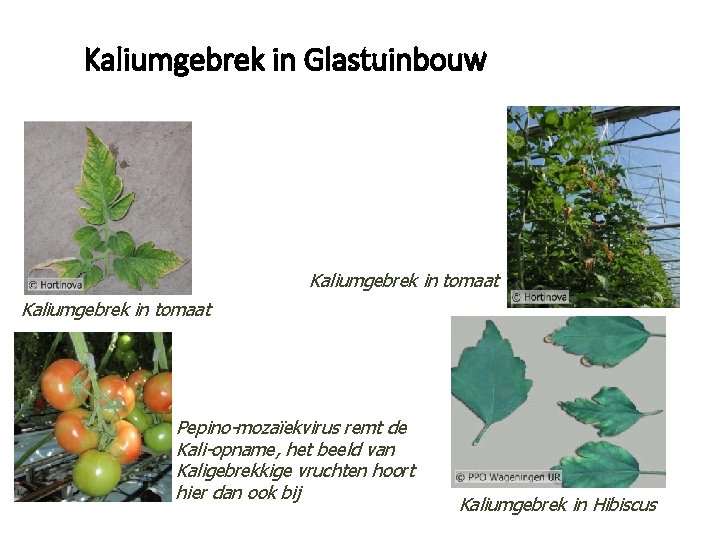 Kaliumgebrek in Glastuinbouw Kaliumgebrek in tomaat Pepino-mozaïekvirus remt de Kali-opname, het beeld van Kaligebrekkige