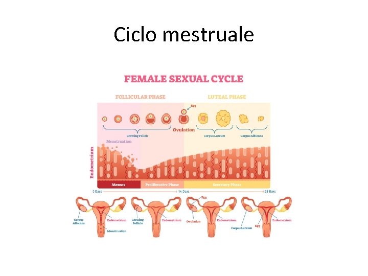 Ciclo mestruale 