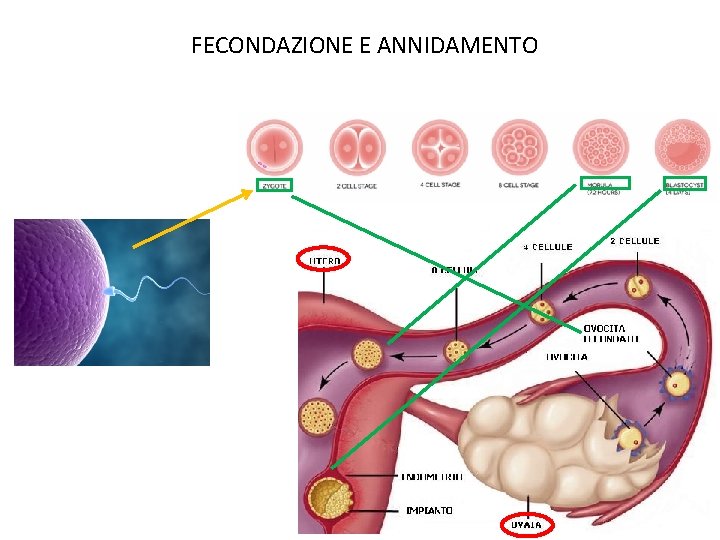 FECONDAZIONE E ANNIDAMENTO 