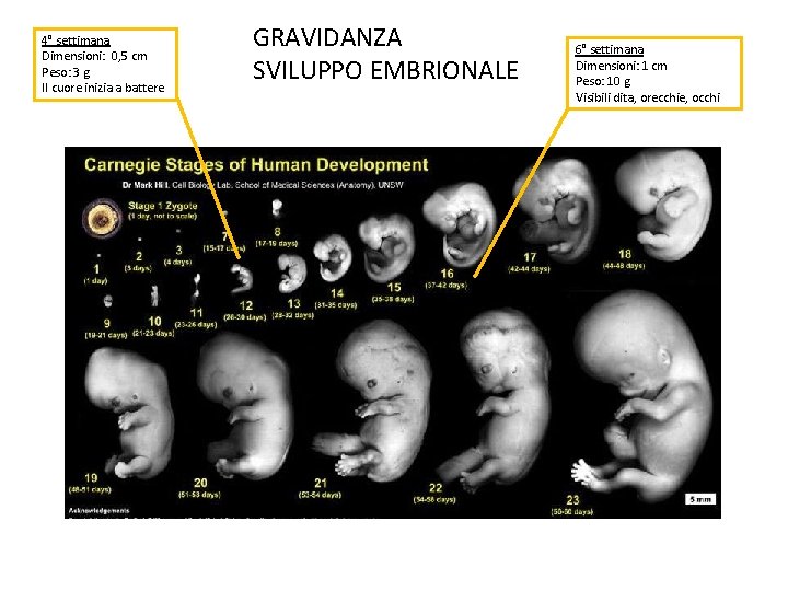 4° settimana Dimensioni: 0, 5 cm Peso: 3 g Il cuore inizia a battere