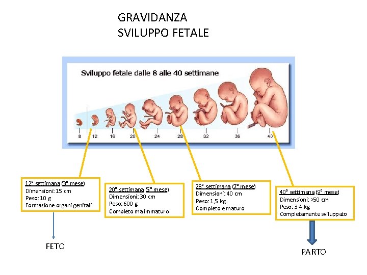 GRAVIDANZA SVILUPPO FETALE 12° settimana (3° mese) Dimensioni: 15 cm Peso: 10 g Formazione