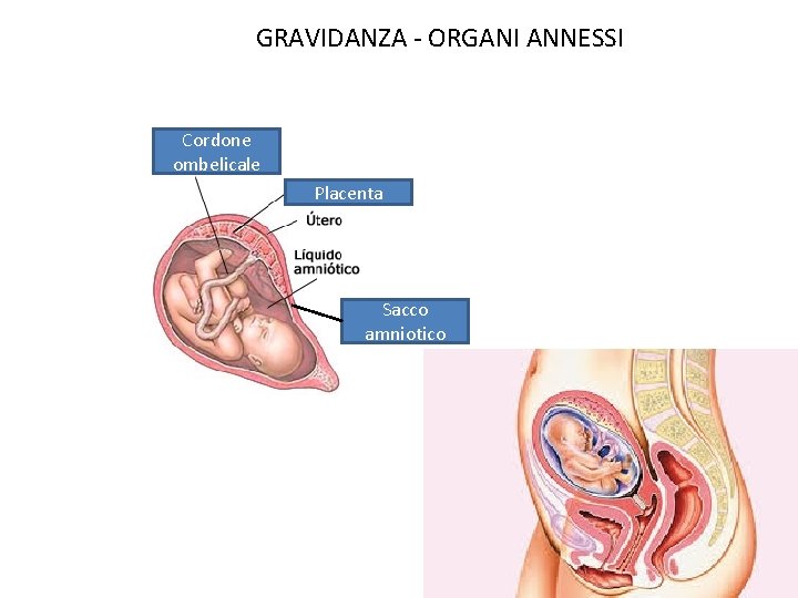 GRAVIDANZA - ORGANI ANNESSI Cordone ombelicale Placenta Sacco amniotico 