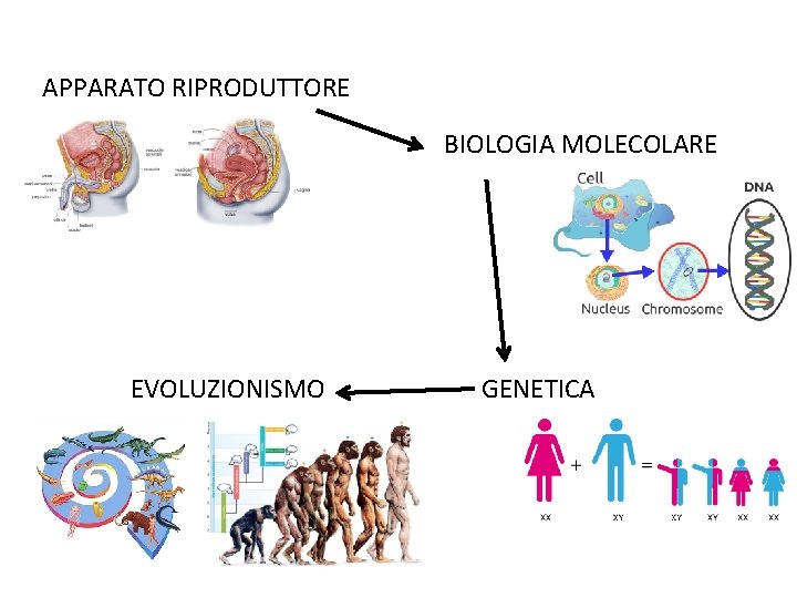 APPARATO RIPRODUTTORE BIOLOGIA MOLECOLARE EVOLUZIONISMO GENETICA 