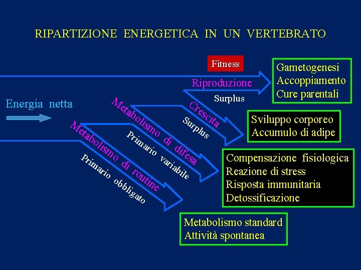 RIPARTIZIONE ENERGETICA IN UN VERTEBRATO Fitness Riproduzione M Energia netta eta Cr bo M