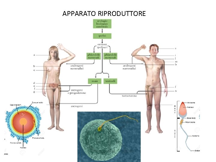 APPARATO RIPRODUTTORE 