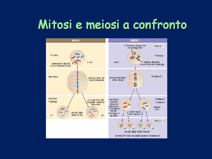 Mitosi e meiosi a confronto 