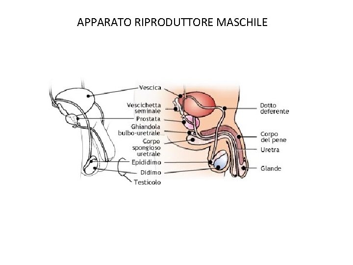 APPARATO RIPRODUTTORE MASCHILE 