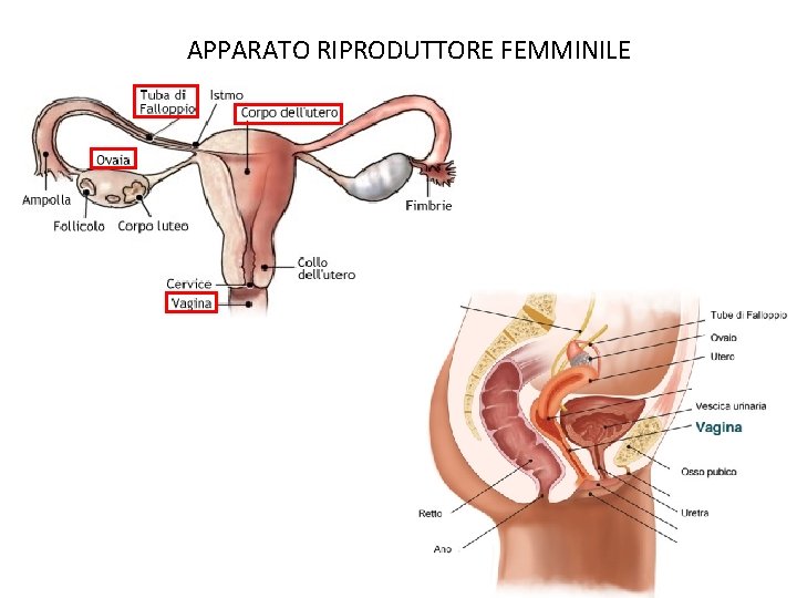 APPARATO RIPRODUTTORE FEMMINILE 