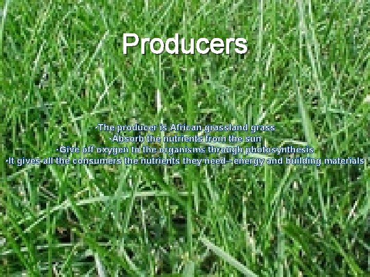 Producers • The producer is African grassland grass • Absorb the nutrients from the