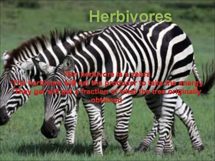 Herbivores • Our herbivore is a zebra • The herbivore will eat the producer