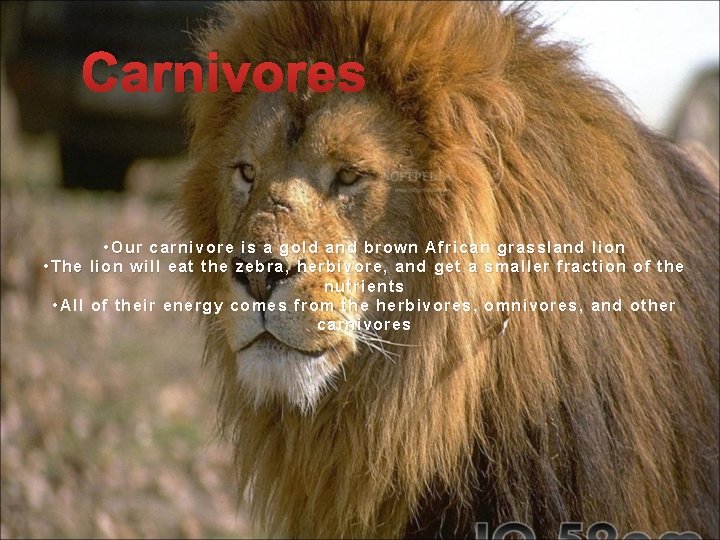 Carnivores • Our carnivore is a gold and brown African grassland lion • The