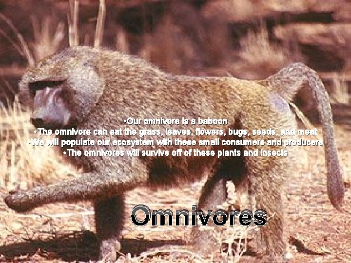  • Our omnivore is a baboon • The omnivore can eat the grass,