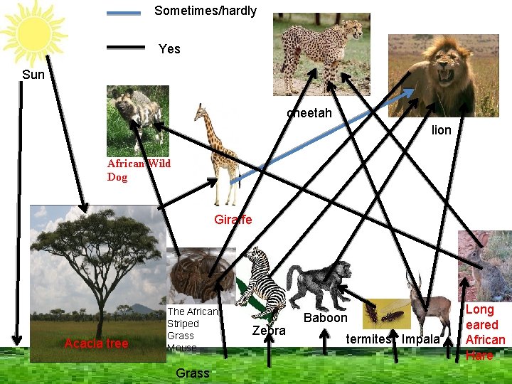 Sometimes/hardly Yes Sun cheetah lion African Wild Dog Giraffe Acacia tree The African Striped