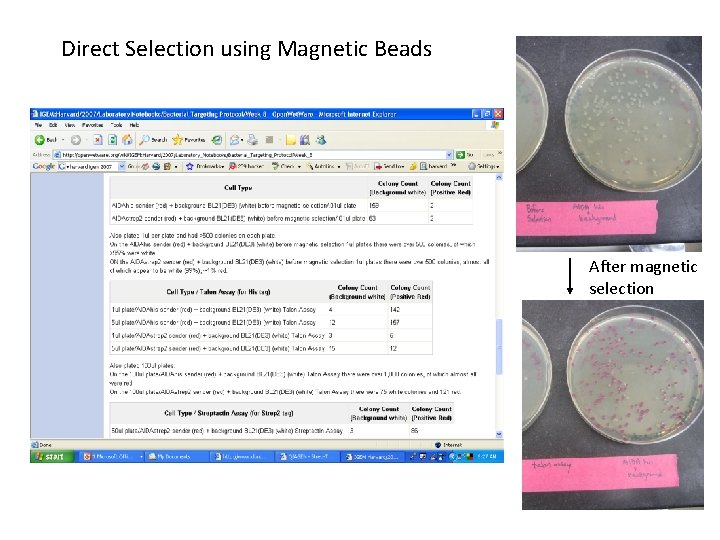 Direct Selection using Magnetic Beads After magnetic selection 