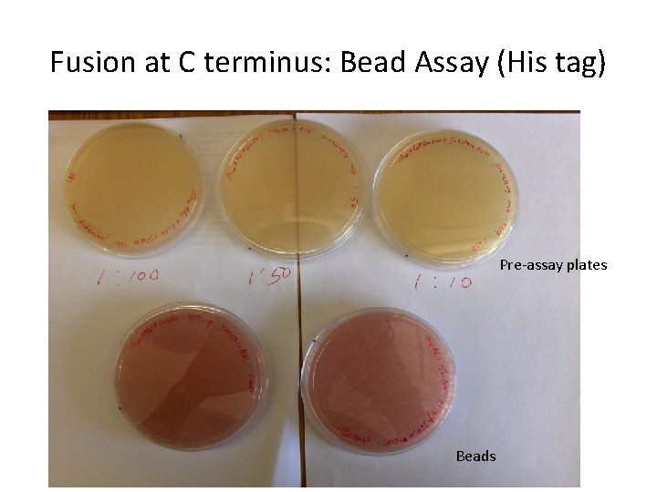 Fusion at C terminus: Bead Assay (His tag) Pre-assay plates Beads 