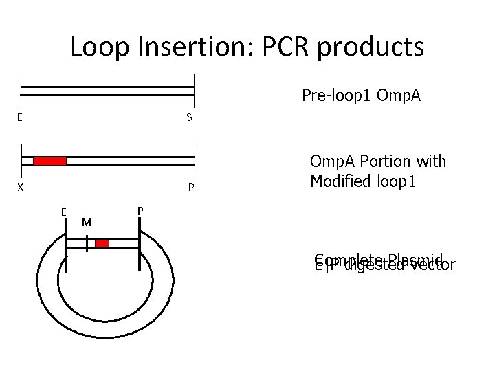 Loop Insertion: PCR products Pre-loop 1 Omp. A E S X P E M