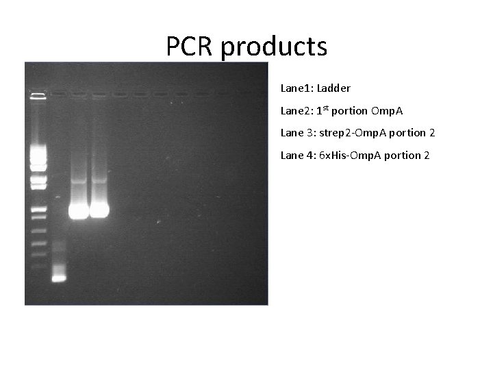 PCR products Lane 1: Ladder Lane 2: 1 st portion Omp. A Lane 3: