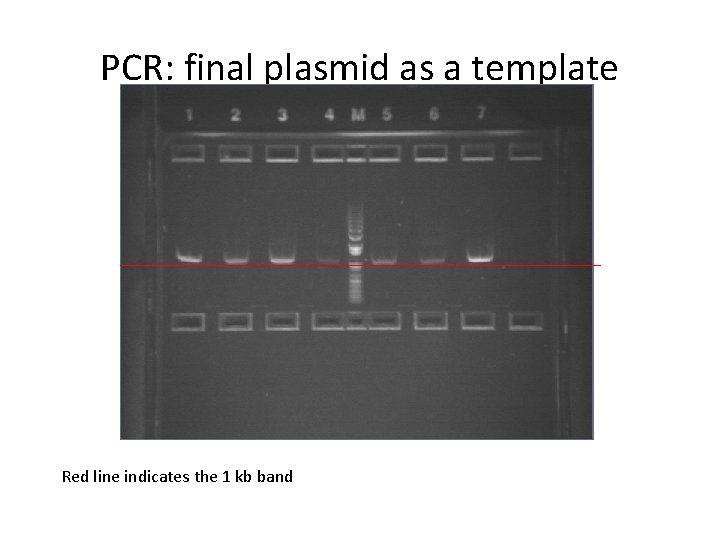 PCR: final plasmid as a template Red line indicates the 1 kb band 