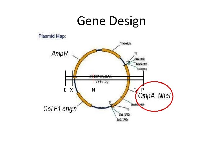 Gene Design E X N S P 