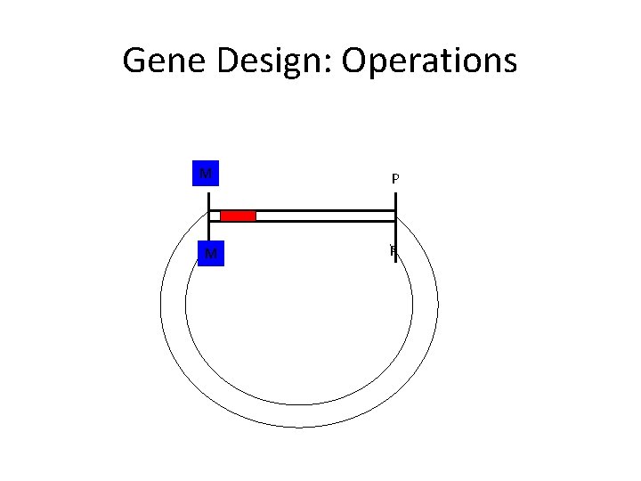 Gene Design: Operations N M X M P P 