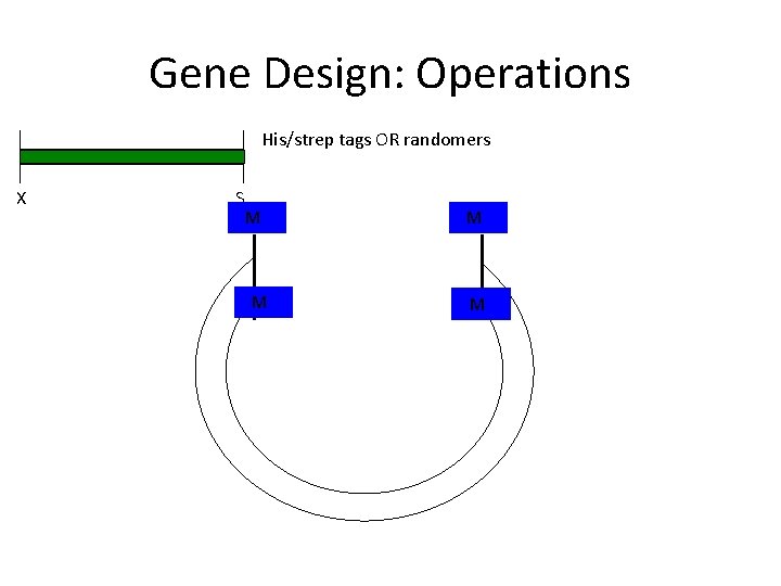 Gene Design: Operations His/strep tags OR randomers X S N M M MN M