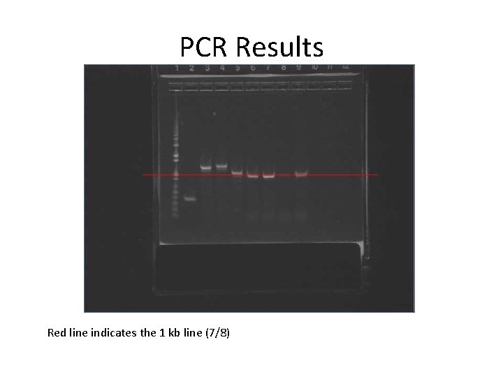 PCR Results Red line indicates the 1 kb line (7/8) 