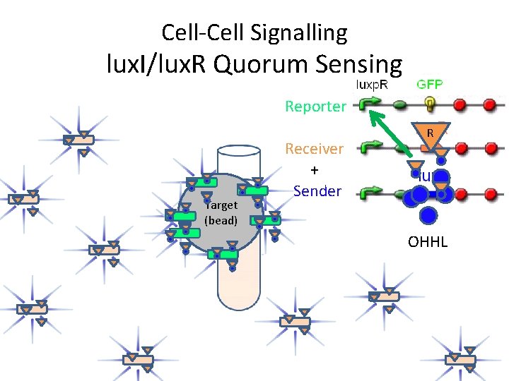 Cell-Cell Signalling lux. I/lux. R Quorum Sensing Reporter Target (bead) Receiver + Sender R