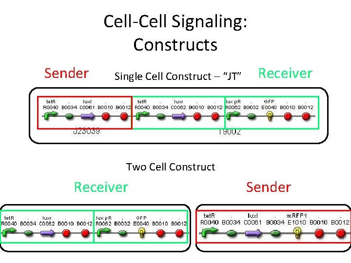 Cell-Cell Signaling: Constructs Sender Single Cell Construct – “JT” Receiver Two Cell Construct Receiver
