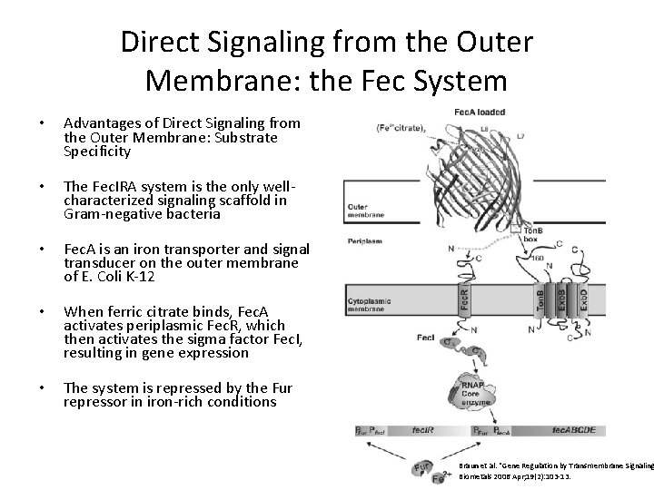 Direct Signaling from the Outer Membrane: the Fec System • Advantages of Direct Signaling