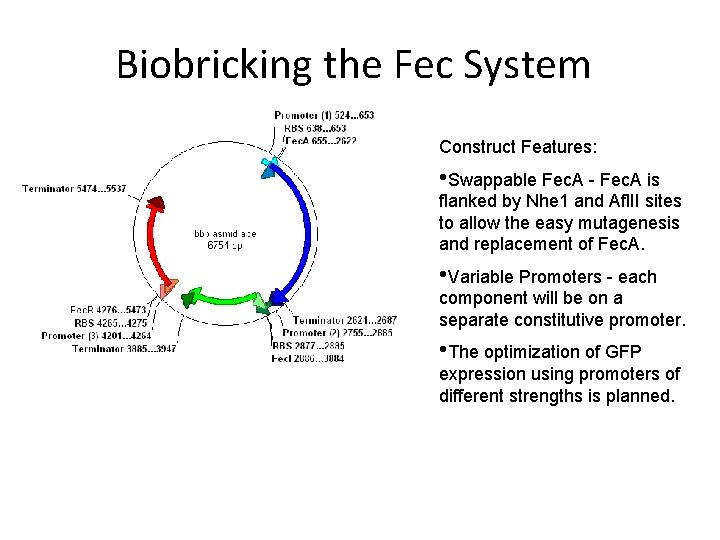 Biobricking the Fec System Construct Features: • Swappable Fec. A - Fec. A is