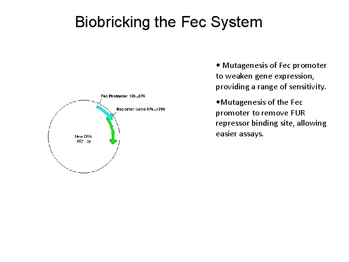 Biobricking the Fec System • Mutagenesis of Fec promoter to weaken gene expression, providing