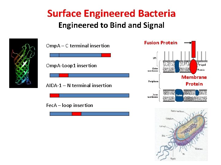 Surface Engineered Bacteria Engineered to Bind and Signal Omp. A – C terminal insertion