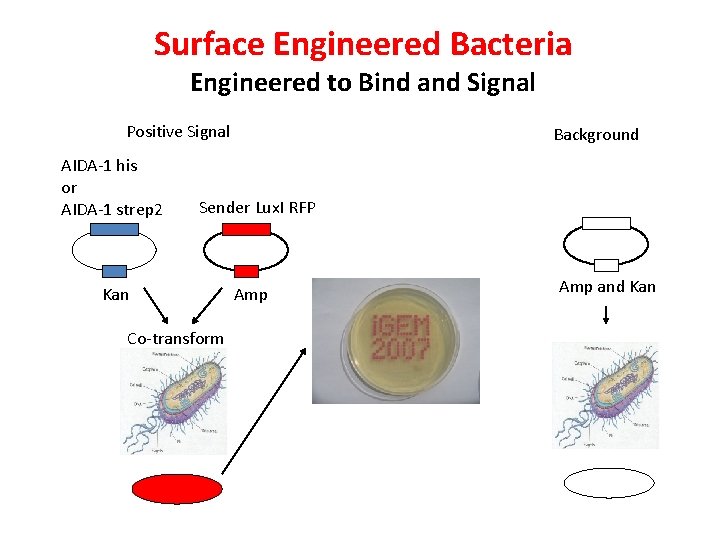 Surface Engineered Bacteria Engineered to Bind and Signal Positive Signal AIDA-1 his or AIDA-1