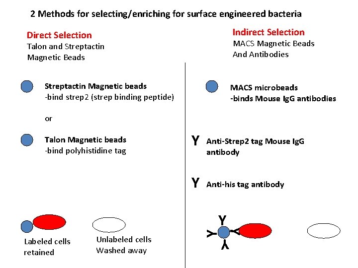 2 Methods for selecting/enriching for surface engineered bacteria Indirect Selection Direct Selection MACS Magnetic