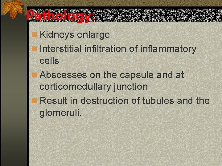 Pathology: n Kidneys enlarge n Interstitial infiltration of inflammatory cells n Abscesses on the