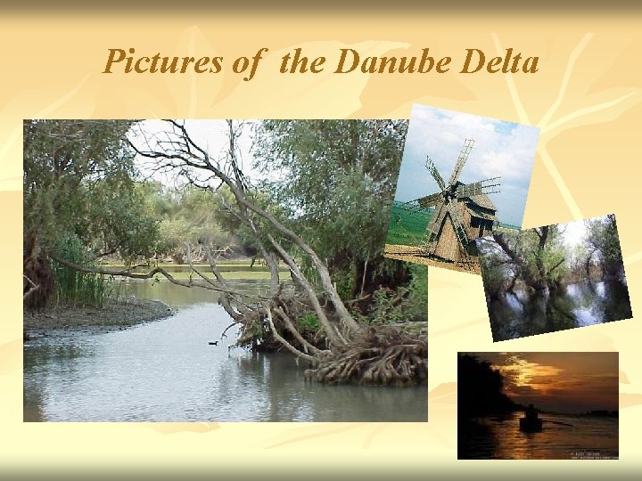 Pictures of the Danube Delta 