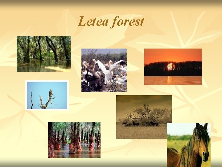 Letea forest 