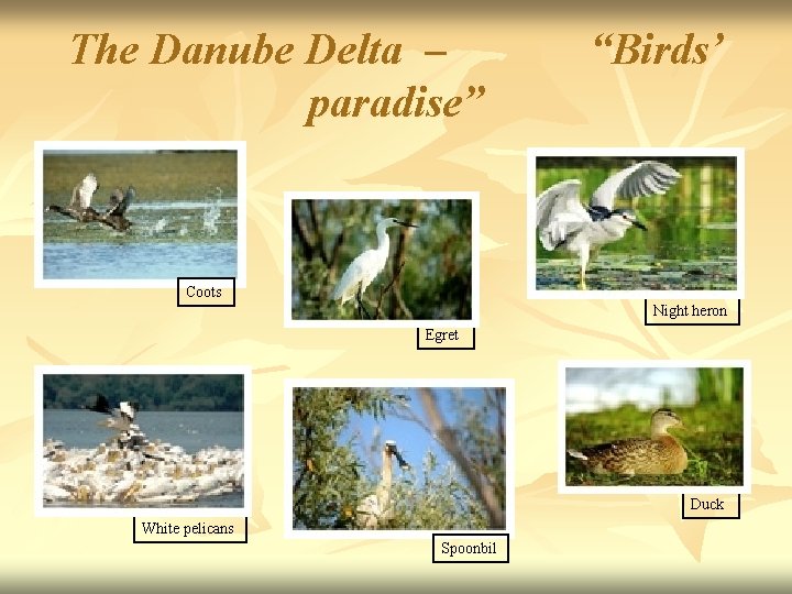 The Danube Delta – paradise” “Birds’ Coots Night heron Egret Duck White pelicans Spoonbil