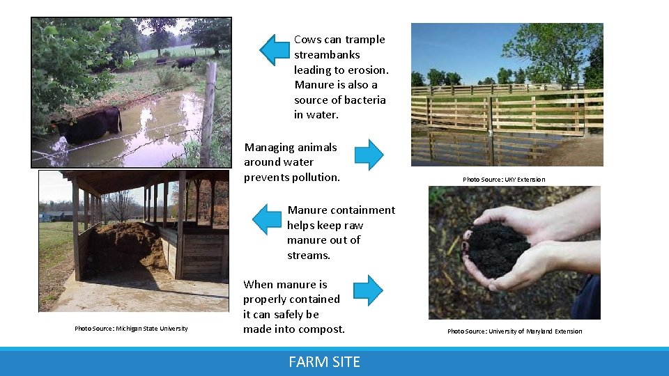 Cows can trample streambanks leading to erosion. Manure is also a source of bacteria