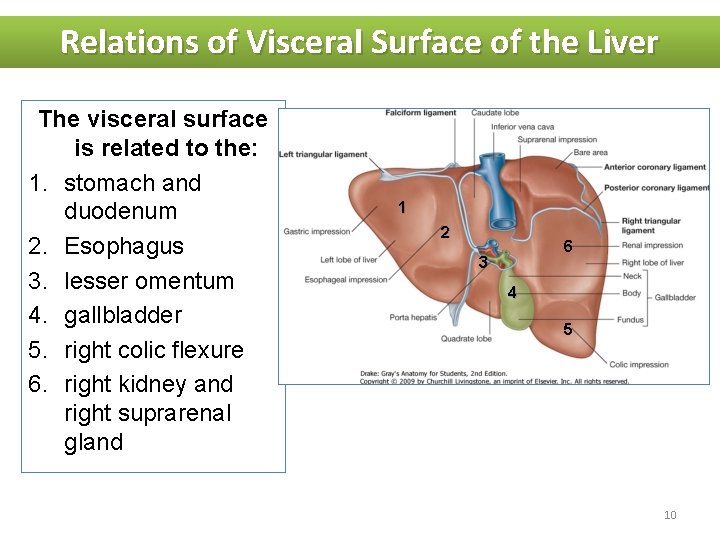 Relations of Visceral Surface of the Liver The visceral surface is related to the: